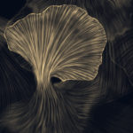 Gild wallpaper 003