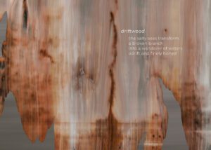 driftwood: the salty seas transform a broken branch into a wanderer of waters adrift and finely honed